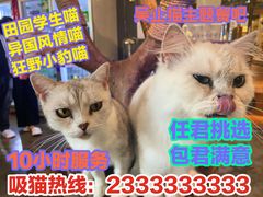 -more than meow吴止猫主题餐厅(承德 中船汇店)