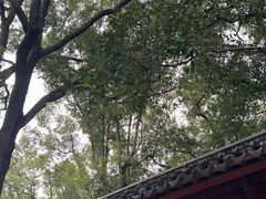 -秋霞圃