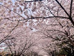 -高东镇樱花园