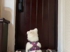 -翊宠yipet猫狗购宠庄园犬舍•猫舍