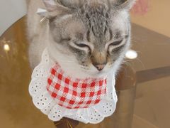 -共舞时光猫咖·狗咖(新街口店)