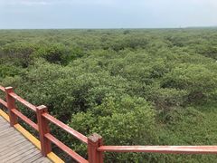 -北海金海湾红树林生态旅游区