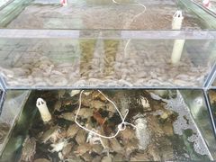 -海岸风情蒸汽海鲜自助餐厅(家宴金手勺店)