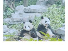 -成都大熊猫繁育研究基地