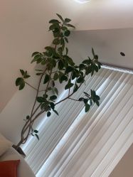 点击看大图 -WENDY·温迪皮肤管理