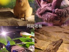 -正佳雨林生态植物园