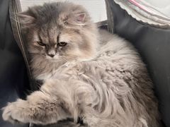 -瑞派·关忠动物医院·猫专科·犬专科(三环新城店)