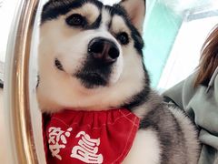 -Husky Go! 哈士奇体验馆·宠物咖啡厅狗咖