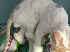 -中农大我爱我爱24h动物医院·中医针灸·猫专科·骨科医疗中心(双井店)