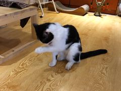 -万小咖.猫咖(中山路天虹店)
