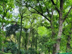 -上海佘山国家森林公园天马山园