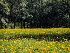 -朝阳公园游乐园