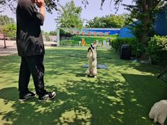 -宠物寄养训练学校