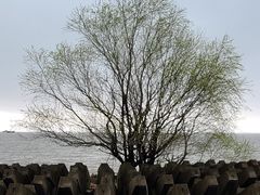 -上海滨江森林公园