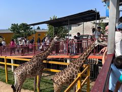 -西霞口神雕山野生动物世界