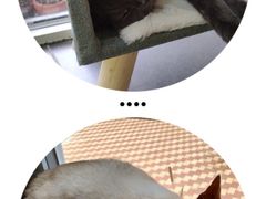-有猫主题·治愈系猫咖(曾厝垵店)