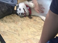 -Husky Go! 哈士奇体验馆·宠物咖啡厅狗咖