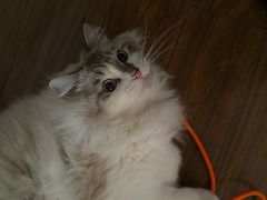 -PETKIT小佩宠物·低压洗护(国顺东路店)