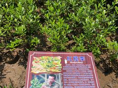 -东寨港红树林旅游区