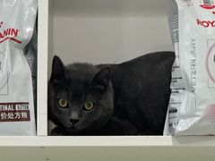 -艾吉宠物医院·疑难杂症转诊中心·猫友好(碧江路院)