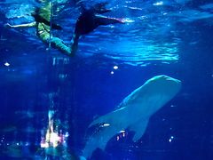 -烟台海昌鲸鲨海洋公园