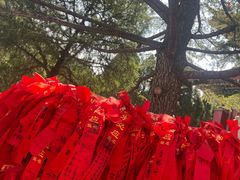 -龙口南山旅游景区