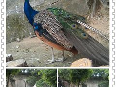 拼图2012_08_26_03_35_45-百鸟园