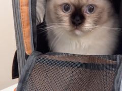 -瑞鹏宠物医院·普外科·影像科·皮肤科(城市山谷分院)