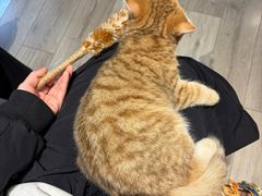 -有猫咖啡umeow coffee