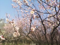 -蜀冈西峰生态公园