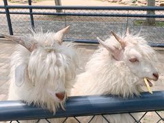 -长白岛森林公园