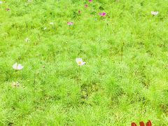 -武汉紫薇都市田园