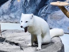 -海合安青岛极地海洋公园