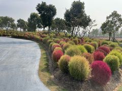 -春花秋色城市公园