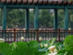 -莲花池公园