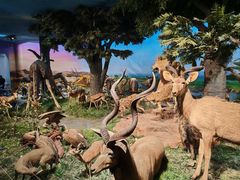 -国家自然博物馆