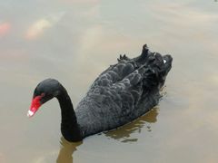-成都大熊猫繁育研究基地