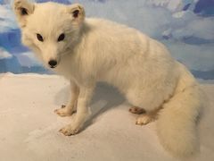 -陕西自然博物馆