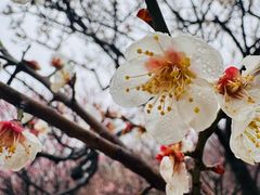 -香雪海