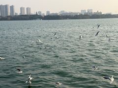 -无锡蠡湖国家湿地公园-蠡园