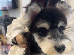 -翊宠yipet猫狗购宠庄园犬舍•猫舍