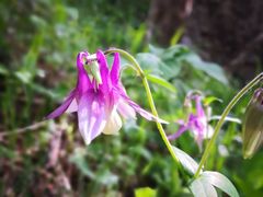 -白草畔自然风景区