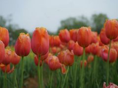 -杭州湾海上花田景区