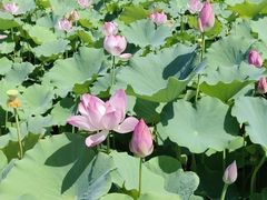-莲花池公园