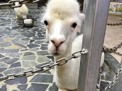 -上海大自然野生昆虫馆(东方明珠·爬宠昆虫探索中心)
