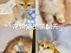 -lincat·猫舍(广州店)