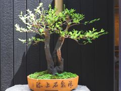 -觀芷隐轩