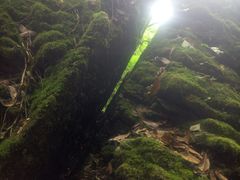 景点-山王坪喀斯特国家生态公园