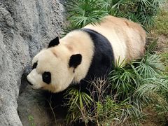 -石排湾郊野公园