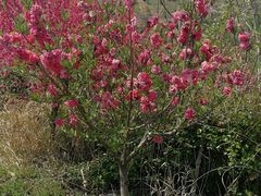 -渭南桃花源民俗文化园